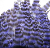 ������� ���� Hen feathers ������ ����������
